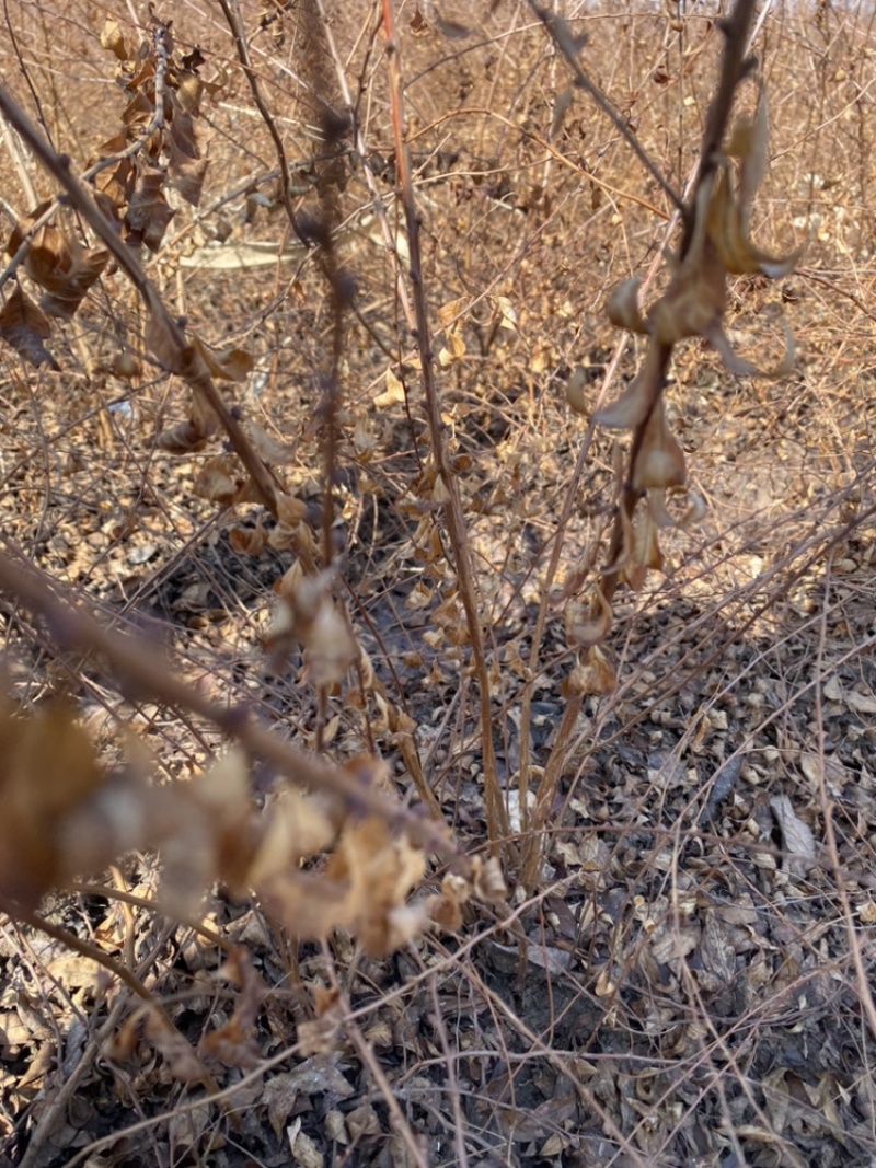 珍珠绣线菊30-60苗高雪柳种植佳品