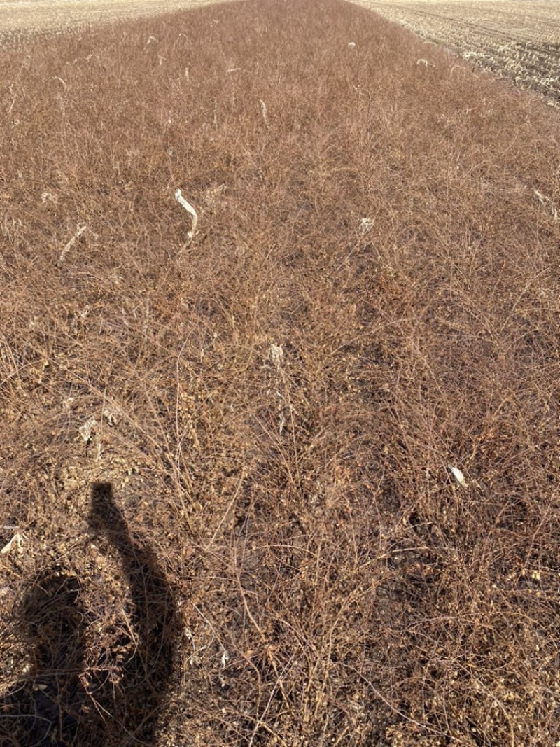 珍珠绣线菊30-60苗高雪柳种植佳品