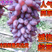 茉莉香葡萄大量上市中，口感香甜，供应全国市场