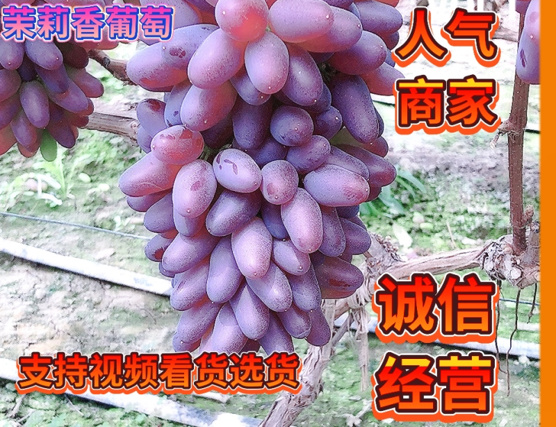 茉莉香葡萄大量上市中，口感香甜，供应全国市场