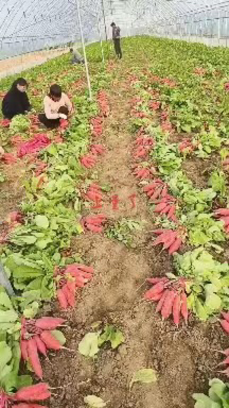 河南红皮萝卜水萝卜供应电商大型商超量大从优