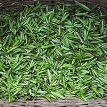 竹叶青明前独芽，茶汤清香，品质保证，欢迎选购