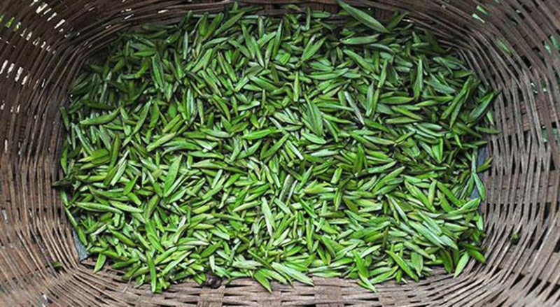 竹叶青明前独芽，茶汤清香，品质保证，欢迎选购