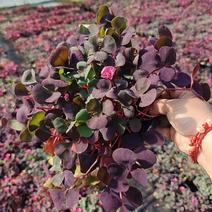 芙蓉紫叶酢浆草