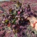 芙蓉紫叶酢浆草