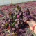 芙蓉紫叶酢浆草