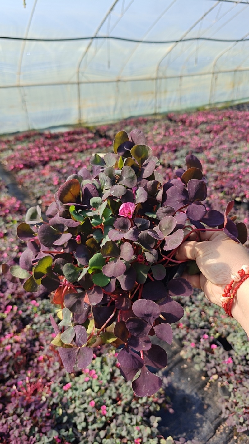 芙蓉紫叶酢浆草