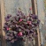 芙蓉紫叶酢浆草