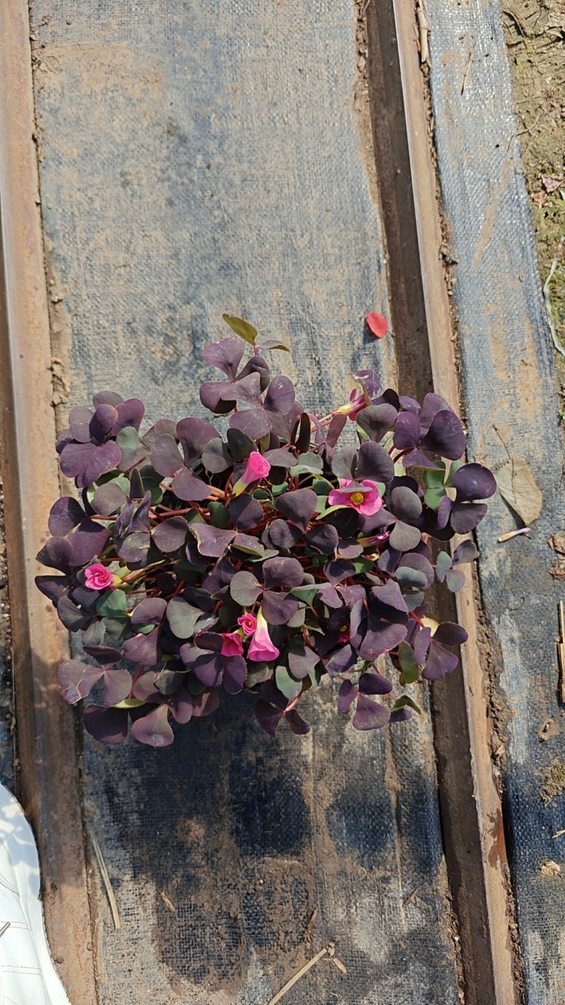 芙蓉紫叶酢浆草