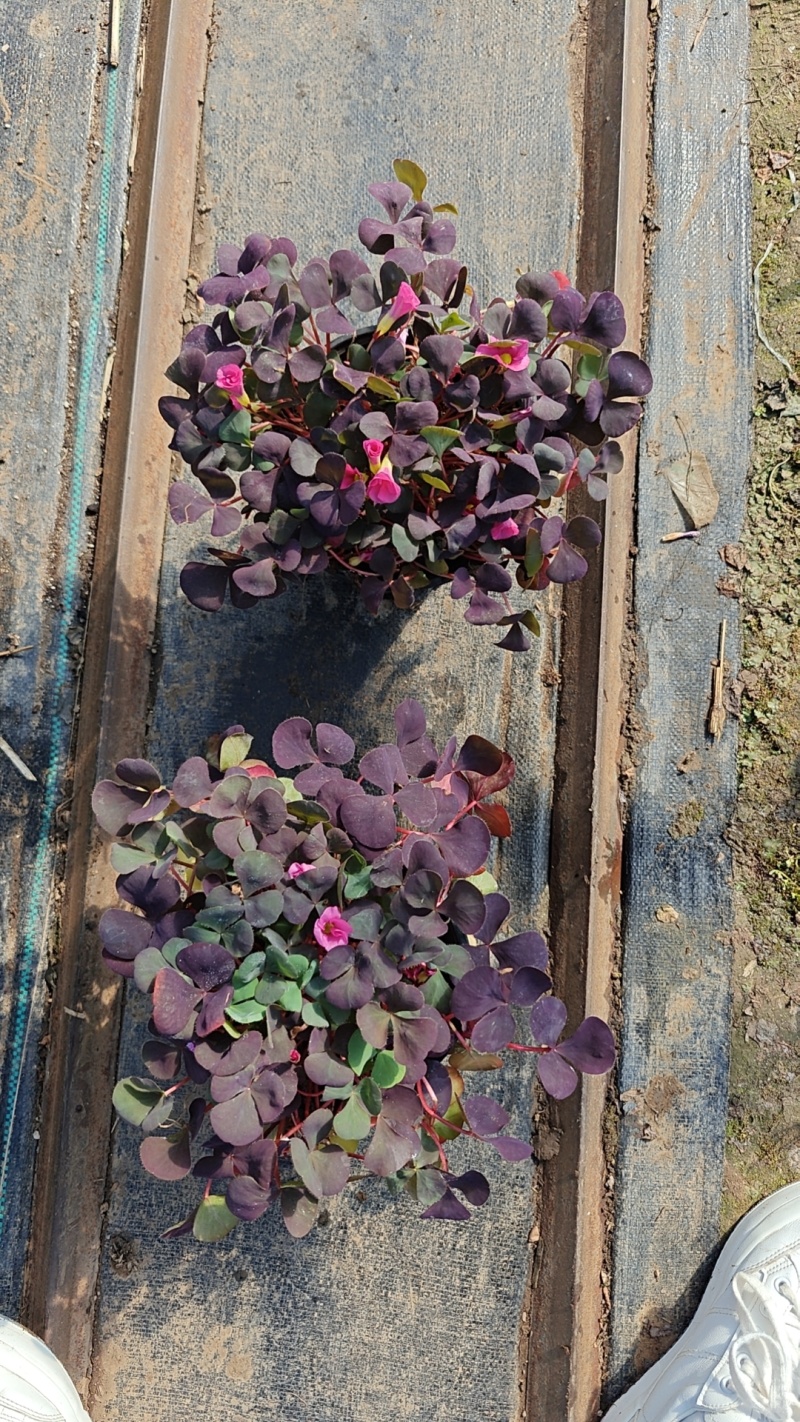 芙蓉紫叶酢浆草