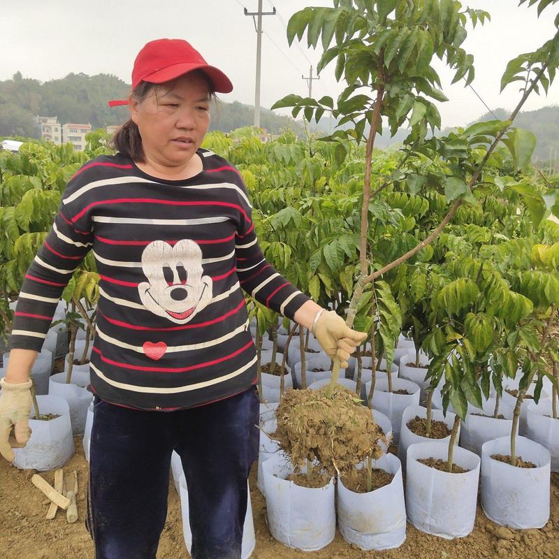 郁南优质无核黄皮苗大鸡心黄皮树苗各种规格黄皮果树苗