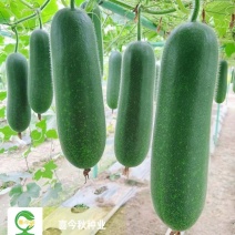 串串发1+7节瓜早熟新一代耐热绿皮甜节瓜