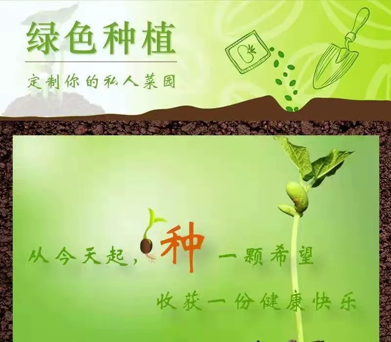 串串发1+7节瓜早熟新一代耐热绿皮甜节瓜