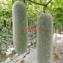 粉长节瓜优质杂交品种早熟上粉快结瓜率多