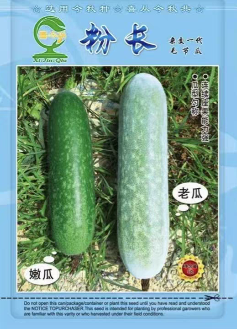 粉长节瓜优质杂交品种早熟上粉快结瓜率多