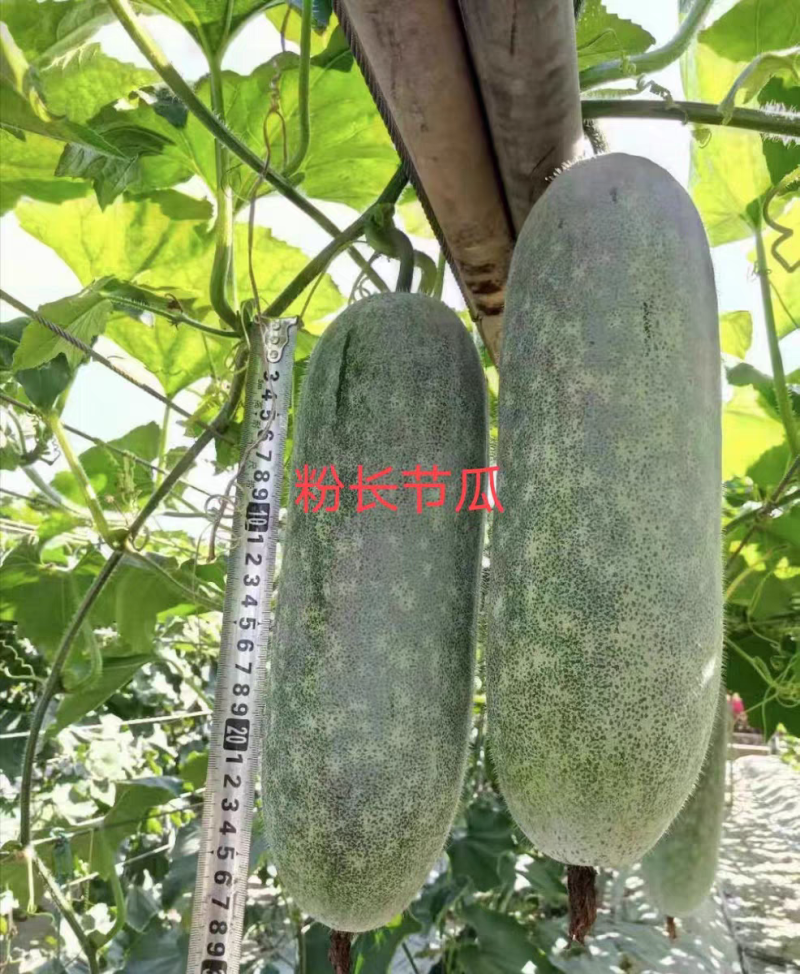 粉长节瓜优质杂交品种早熟上粉快结瓜率多