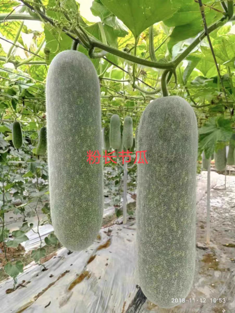 粉长节瓜优质杂交品种早熟上粉快结瓜率多