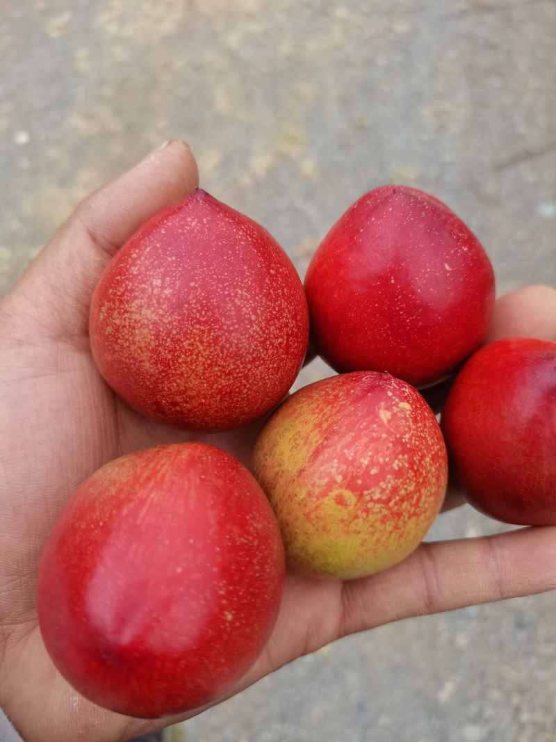 云南露天油桃
