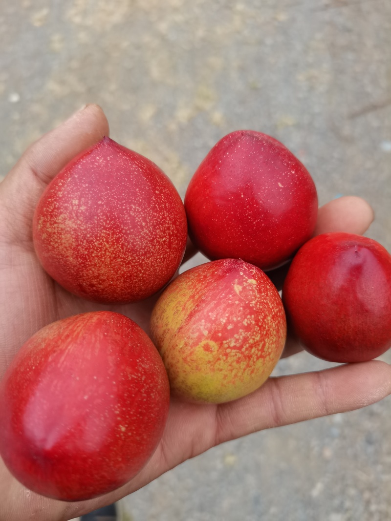 云南露天油桃