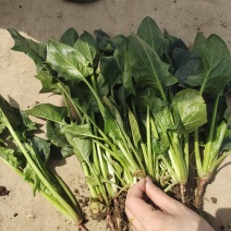 湖北菠菜上市，价格不贵，精品打包