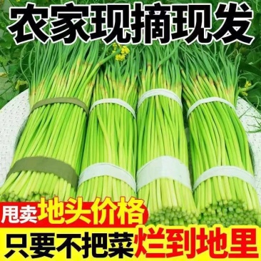 红帽蒜苔白帽蒜苔品质好量大从优支持打款发货