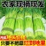 红帽蒜苔白帽蒜苔品质好量大从优支持打款发货