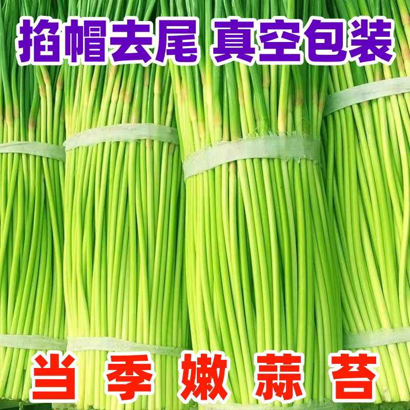 红帽蒜苔白帽蒜苔品质好量大从优支持打款发货
