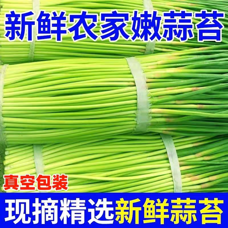 红帽蒜苔白帽蒜苔品质好量大从优支持打款发货