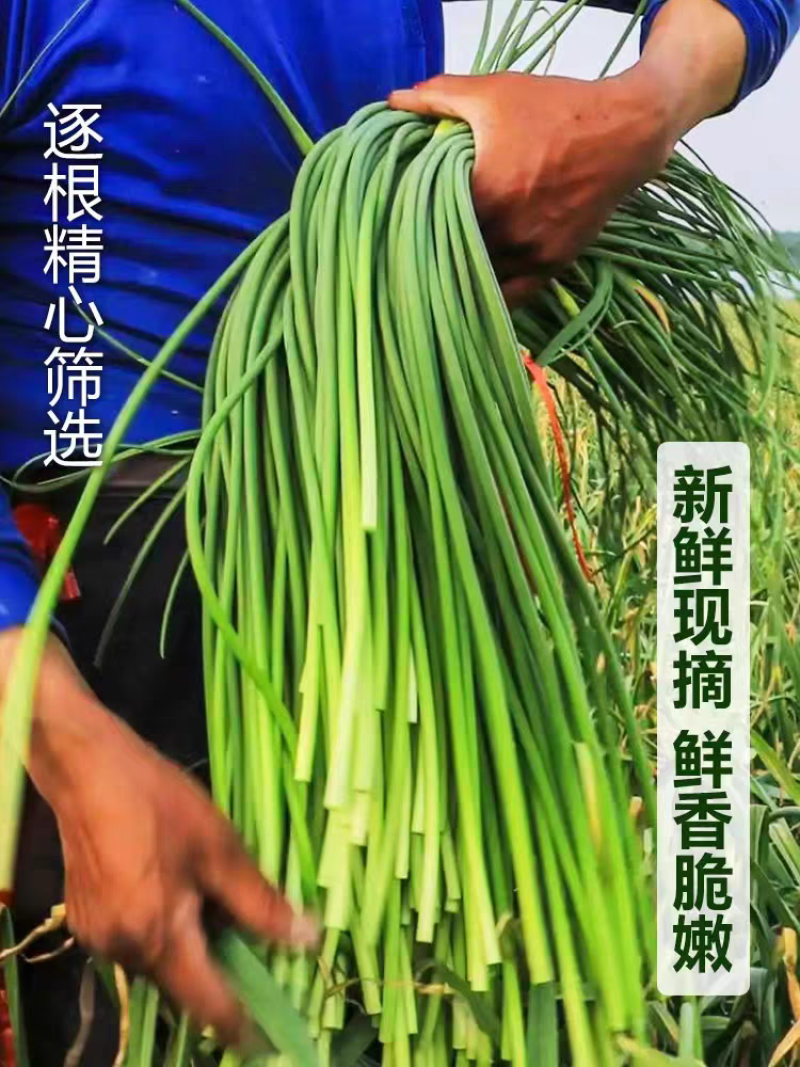红帽蒜苔白帽蒜苔品质好量大从优支持打款发货