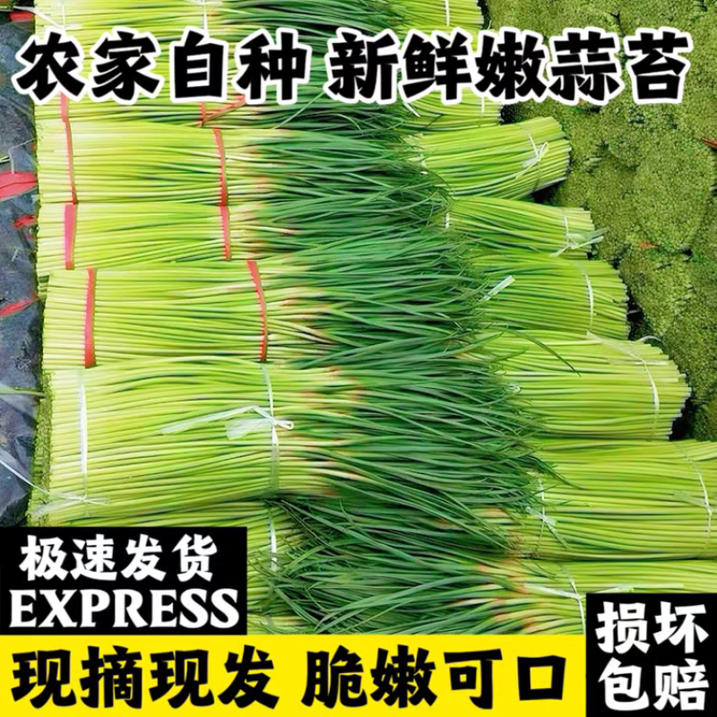 红帽蒜苔白帽蒜苔品质好量大从优支持打款发货
