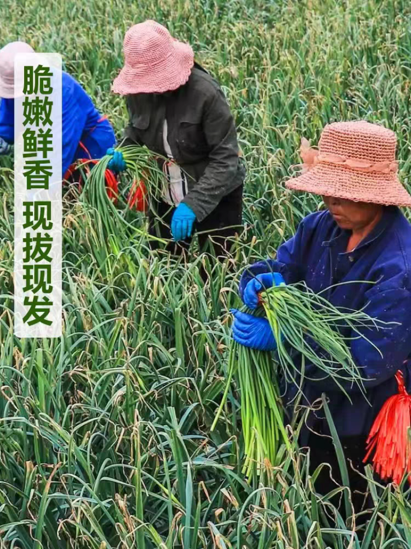 红帽蒜苔白帽蒜苔品质好量大从优支持打款发货