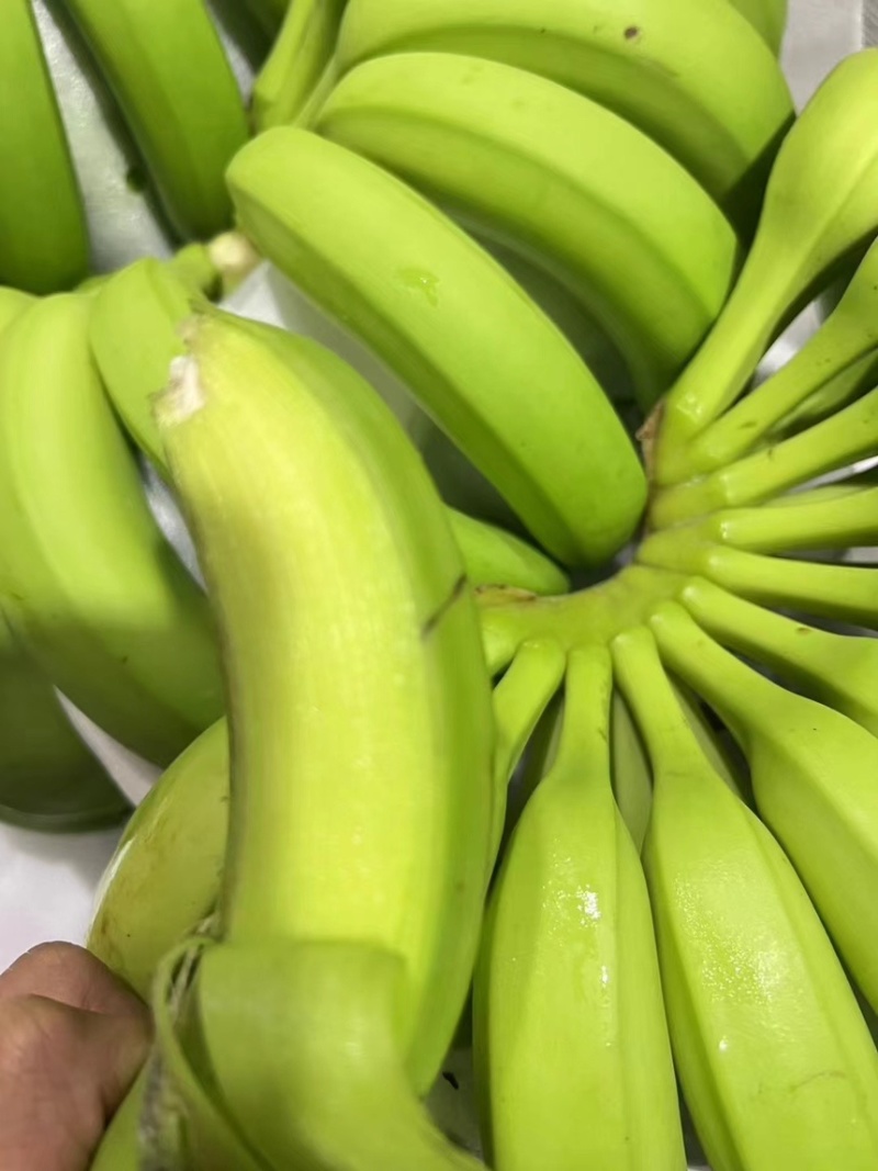 精品特价二级蕉，只做好品质，需要的老板抓紧联系