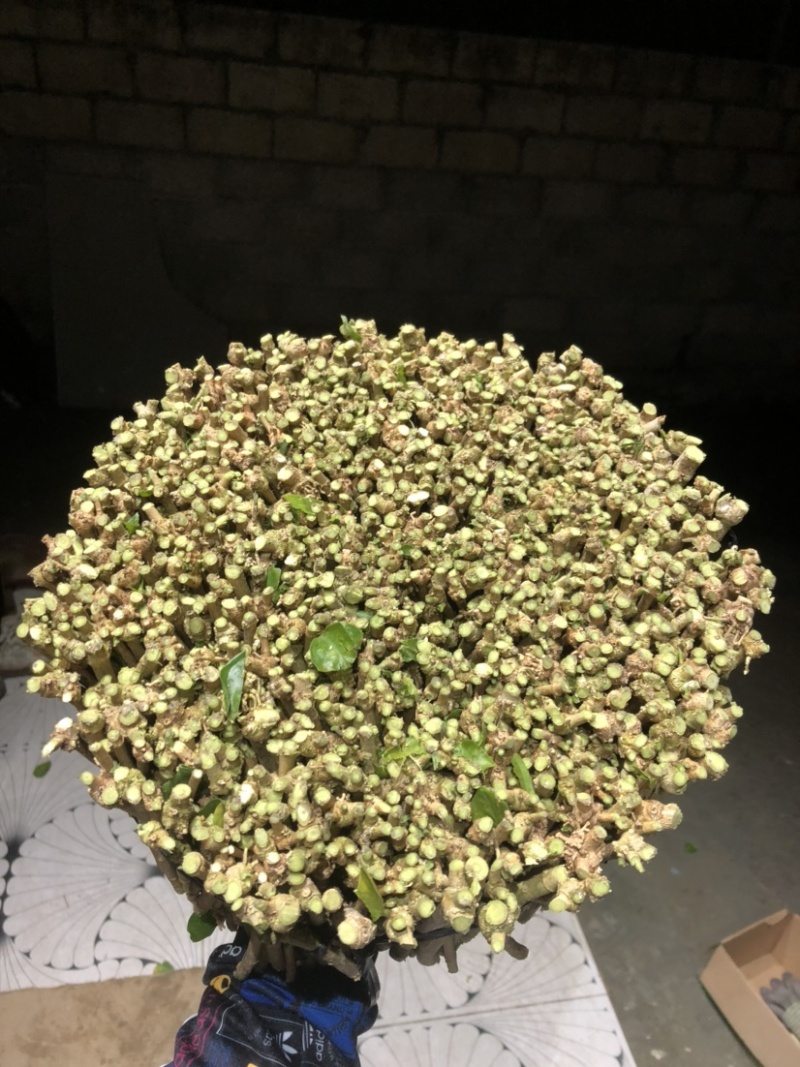 横州茉莉花枝条代购正品