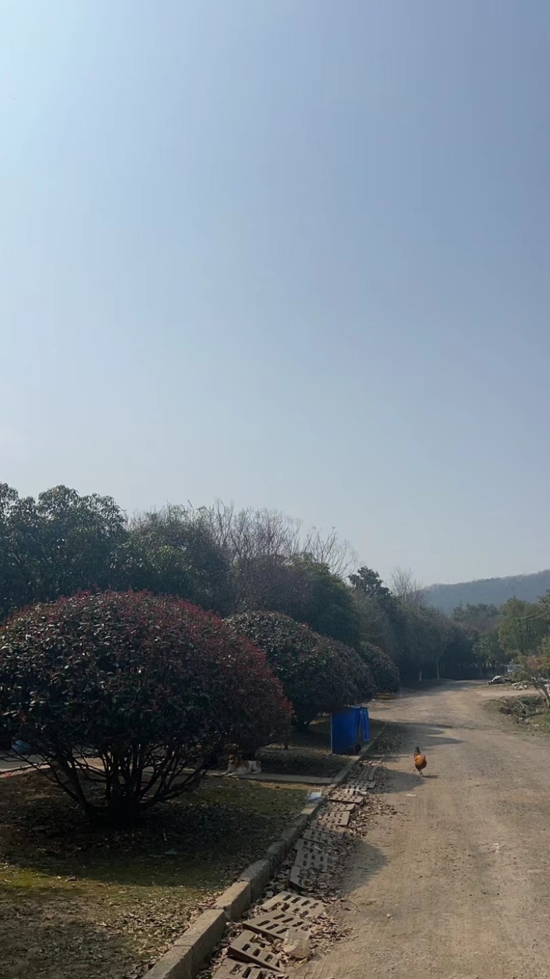 【园林可出售】石楠树优质树货源充足，全年发货欢迎电话咨询