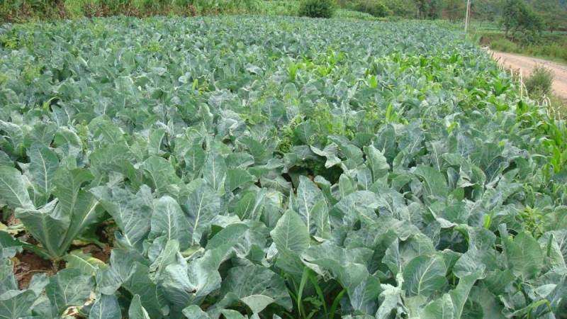 噁酮霜脲氰黄瓜霜霉病疫病辣椒疫病烟草黑茎病马铃薯晚疫病等