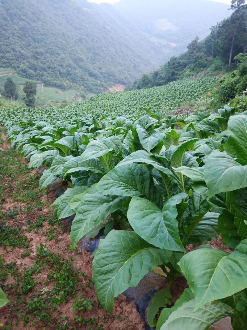 噁酮霜脲氰黄瓜霜霉病疫病辣椒疫病烟草黑茎病马铃薯晚疫病等