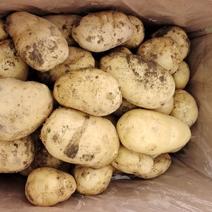 黄心土豆新土豆自己农场种植，现挖装车发货价格便宜品质保证