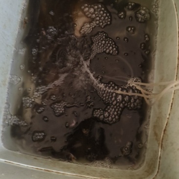 鲫鱼