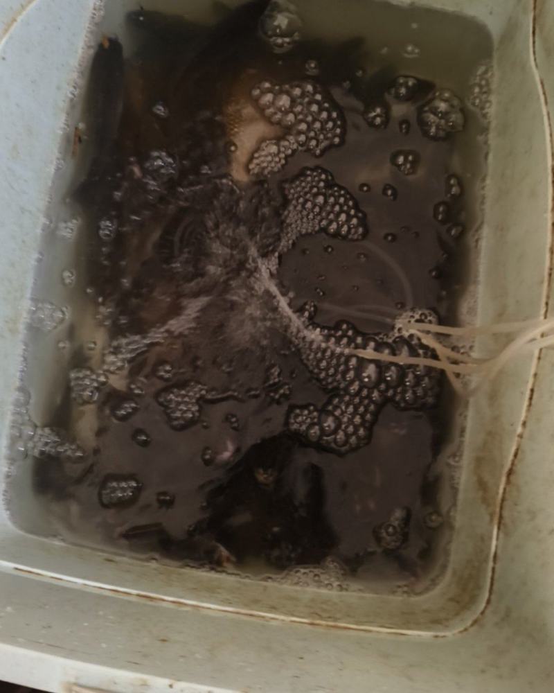 鲫鱼