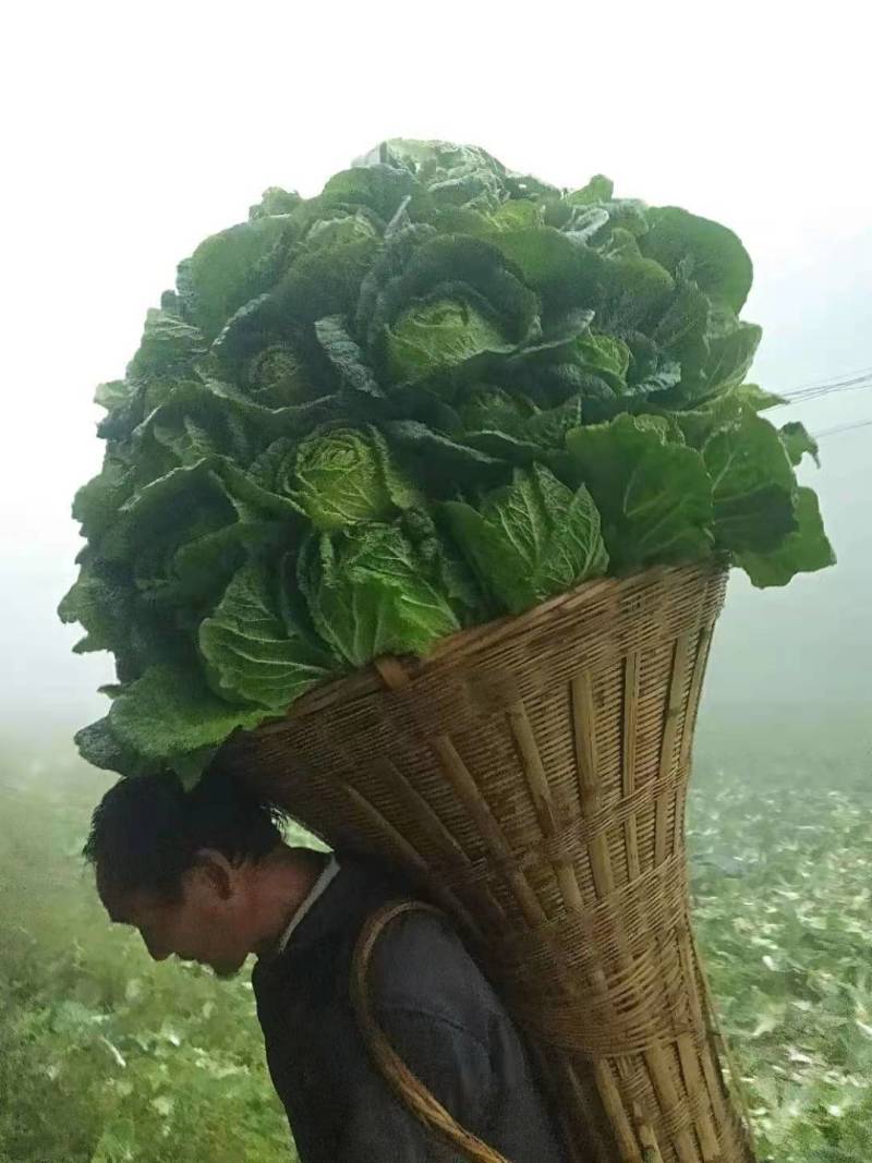 春雷喹啉铜细菌性病害杀菌剂柑橘树溃疡病大白菜软腐病辣椒