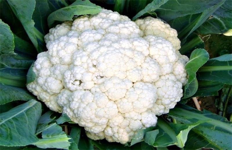 春雷喹啉铜细菌性病害杀菌剂柑橘树溃疡病大白菜软腐病辣椒