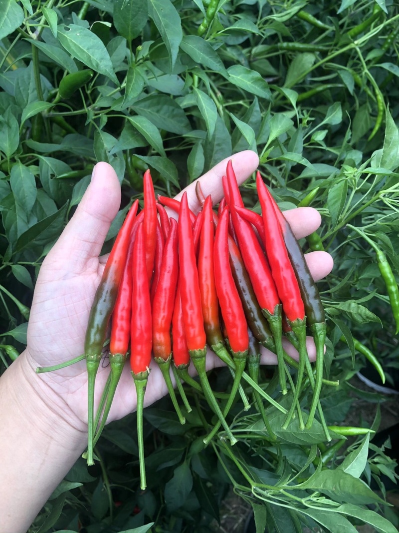 春雷喹啉铜细菌性病害杀菌剂柑橘树溃疡病大白菜软腐病辣椒