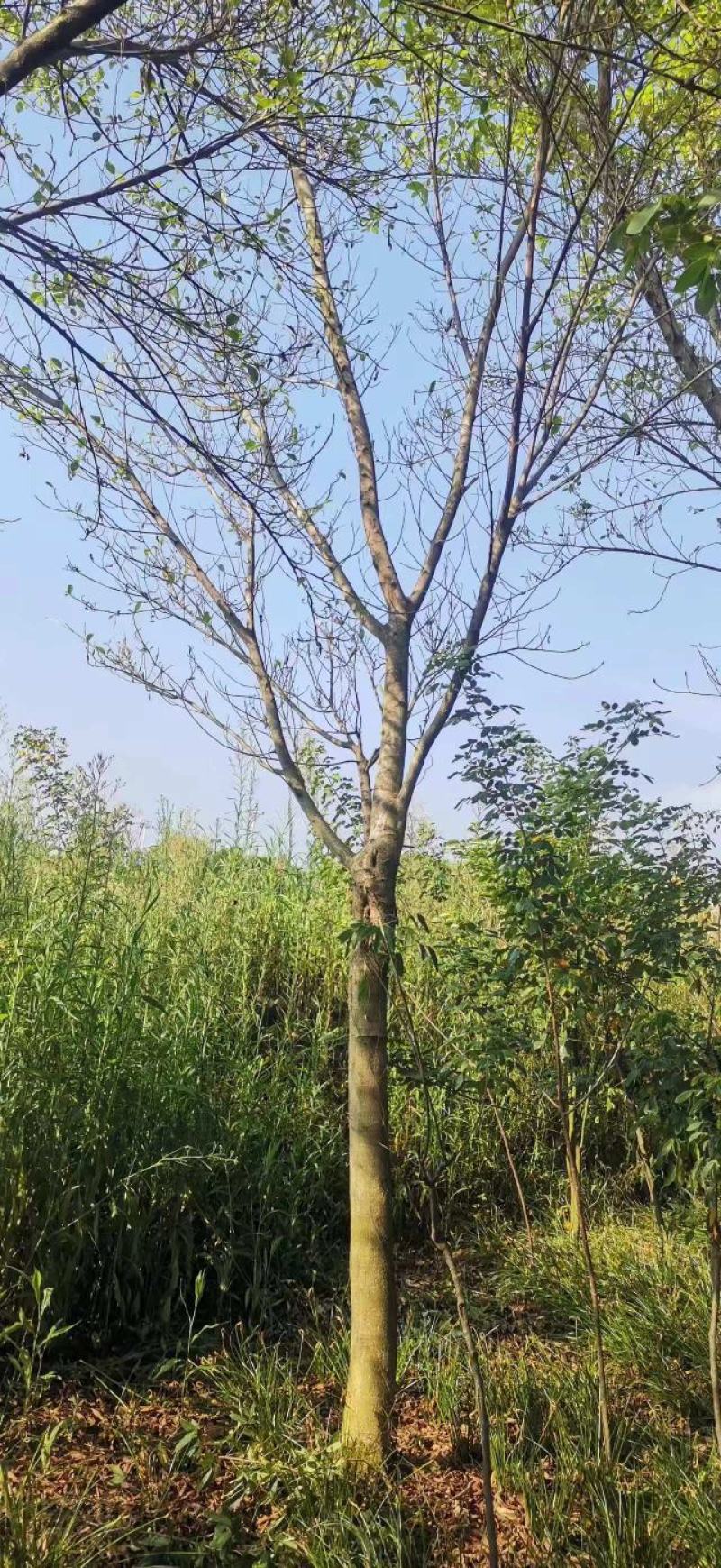 绿化苗木小叶榕树