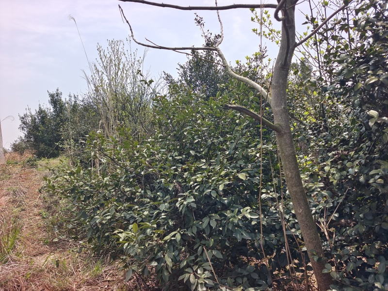 高山黄土茶油之乡，原生态土茶油。