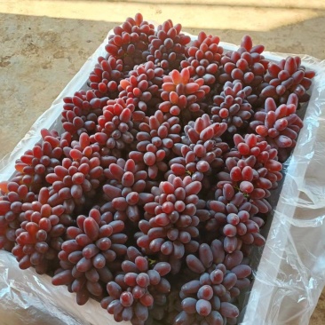 茉莉香葡萄小串货源充足量大从优质量保证欢迎咨询