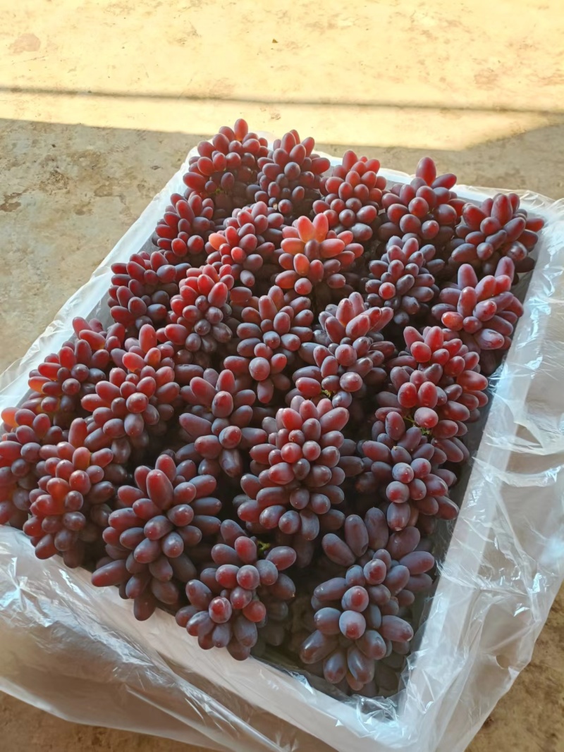 茉莉香葡萄小串货源充足量大从优质量保证欢迎咨询