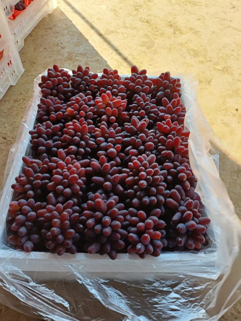 茉莉香葡萄小串货源充足量大从优质量保证欢迎咨询