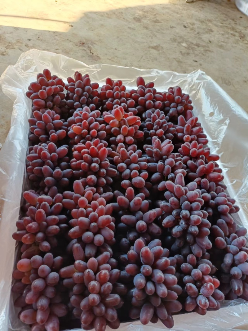茉莉香葡萄小串货源充足量大从优质量保证欢迎咨询