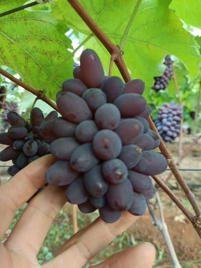 茉莉香葡萄小串货源充足量大从优质量保证欢迎咨询