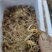 新鲜黄精种苗，优质苗木，快来选购！